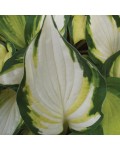 Hosta ’Color Festival’ листя